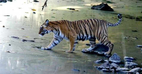 Wildlife, Calcutta and the Andaman Islands